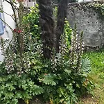 Appartement Le Logis Le Pic Du Midi Et Le Logis Le Col D'aspin Lourdes