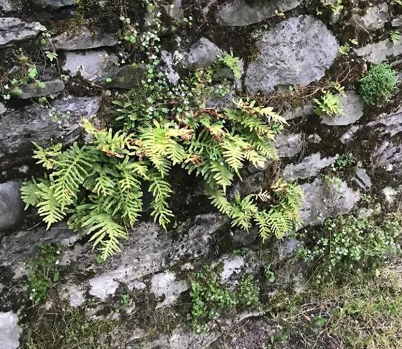 Le Logis Le Pic Du Midi Et Le Logis Le Col D'aspin ルルド